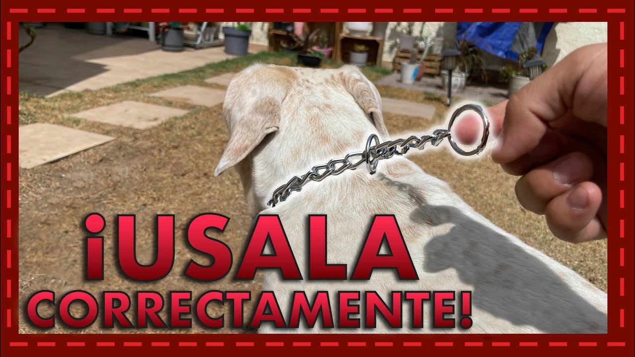 ¿Collar de Castigo para Perros? Cómo Usarlo Correctamente sin Causar Daño 🐶🚨🔗