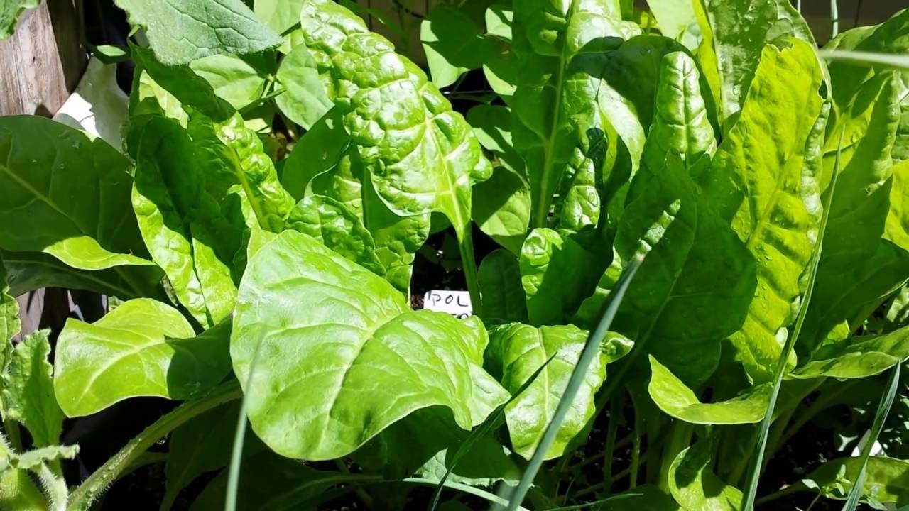 I Found A Spinach That Doesn't Bolt! Super Productive, Long Lasting, Perennial, Bolt Resistant