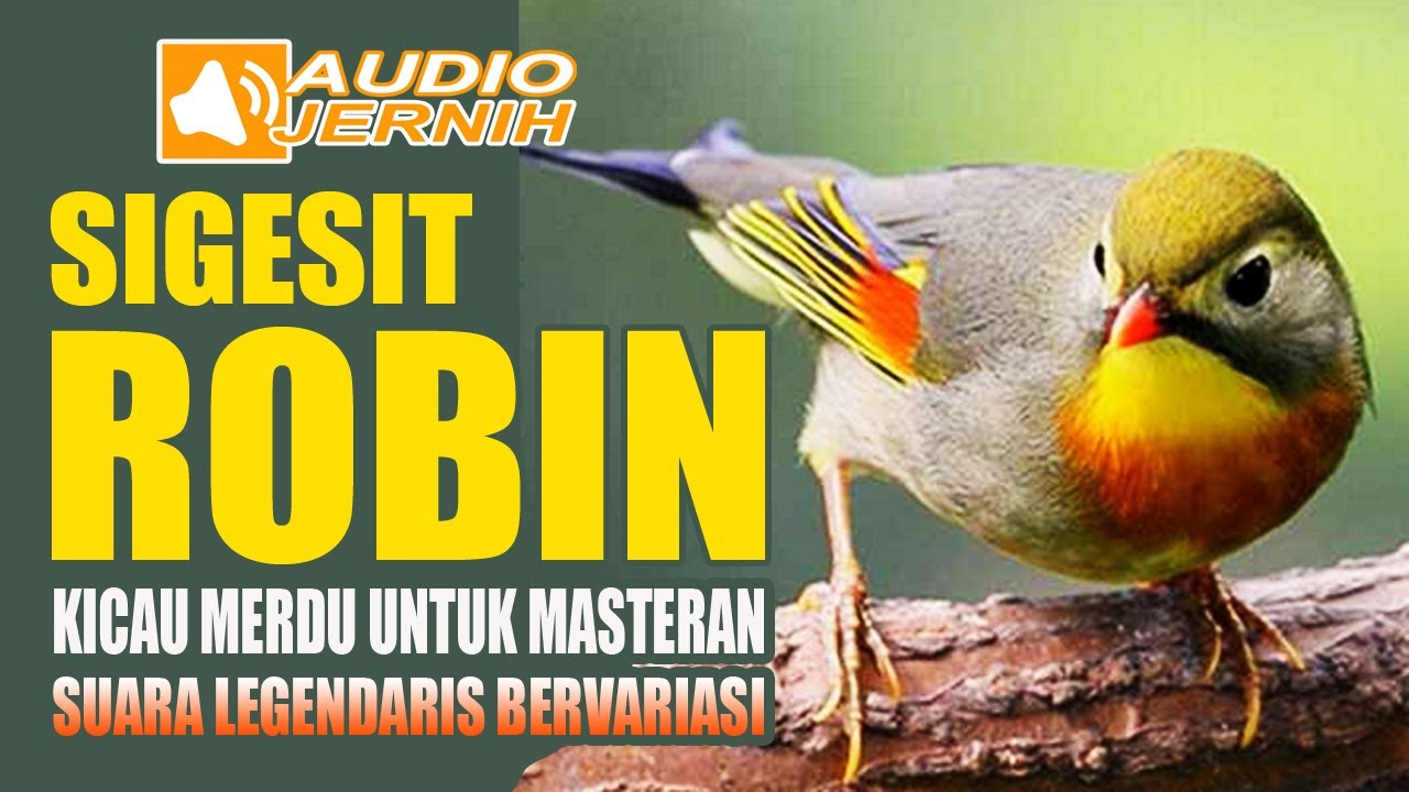 SUARA LEGENDARIS BURUNG ROBIN GACOR  | TERAPI RELAKSASI PANCINGAN DAN MASTERAN AMPUH