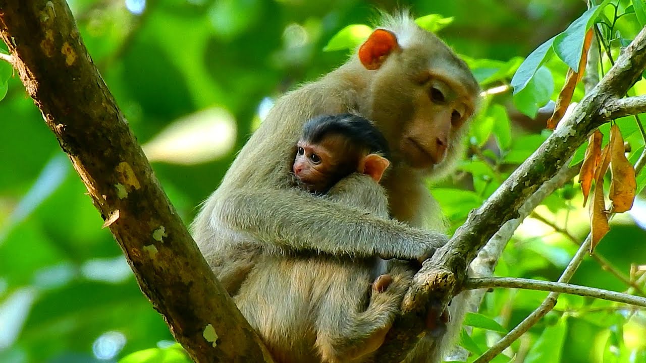 Young monkey Katrina gave birth in Savana group