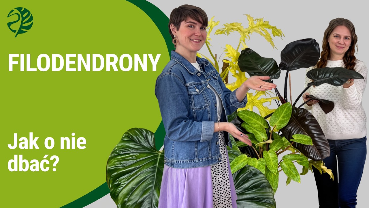 Filodendrony w domu 🌿 Pielęgnacja, podlewanie i najpiękniejsze odmiany!