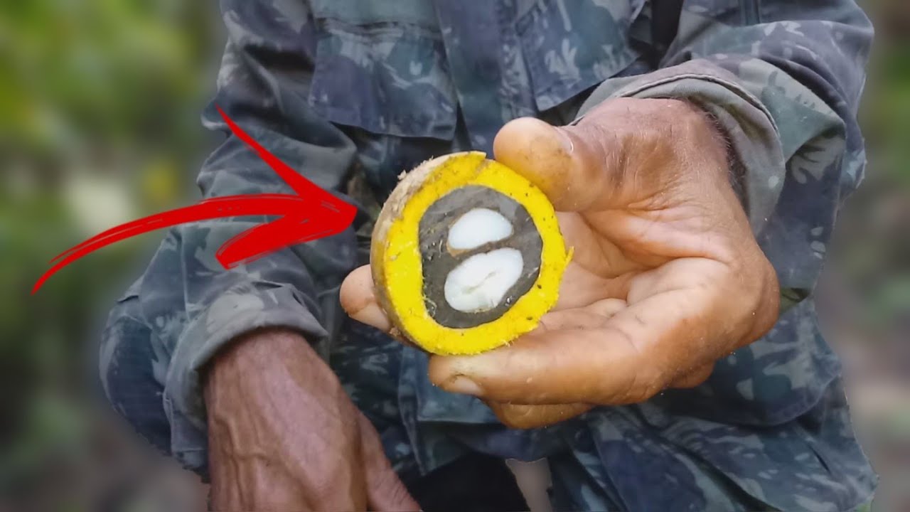 MACAUBA Conhaça a Fruta Riqueza do Nodeste