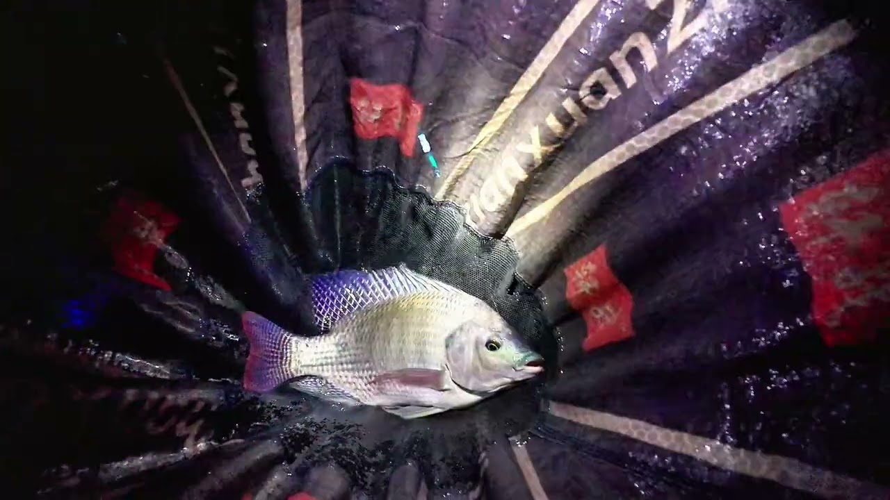 ✅Đụng độ với những con rô phi lâu năm tại hầm bỏ hoang và cái kết…🐟🐟🐟🐟Ngày 2 tại hầm bỏ hoang🤗🤗🤗