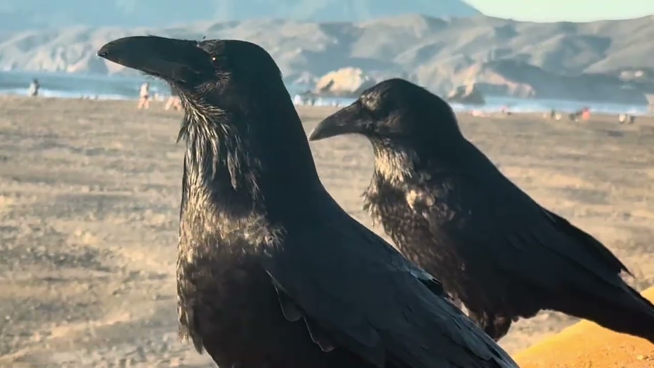 Ravens ocean beach San Francisco 