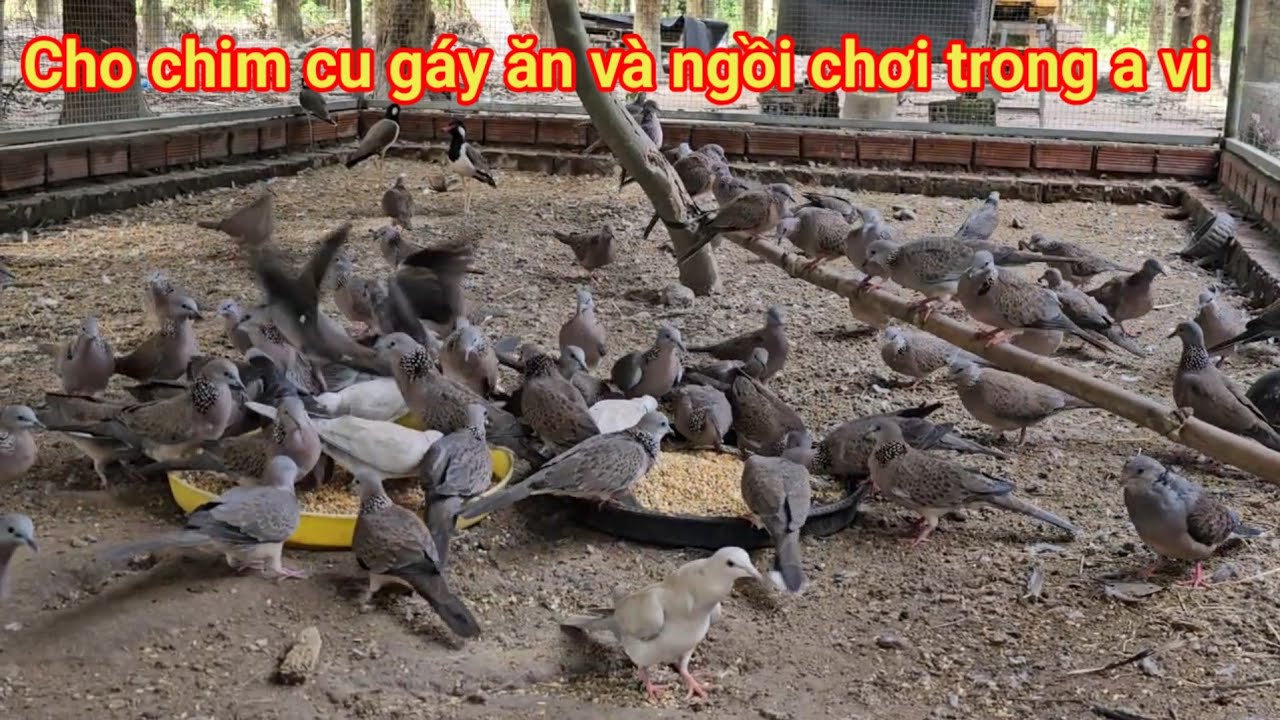 NGÀY XUỐNG CHIM NON ĐÃ TỚI 