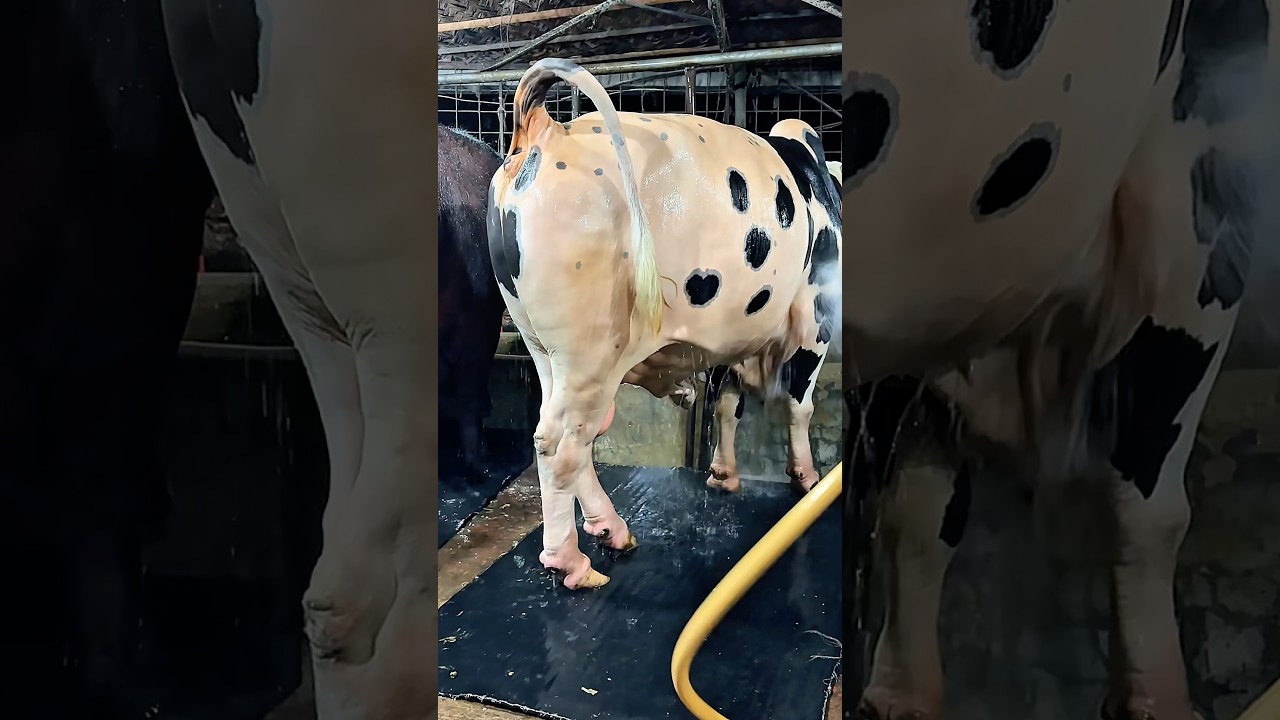 Night Giants 🌙🐂 | Washing Massive Holstein Friesians After Dinner