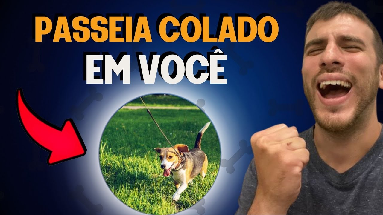 3 Exercícios Simples Pro Seu Cachorro Passear Do Seu Lado