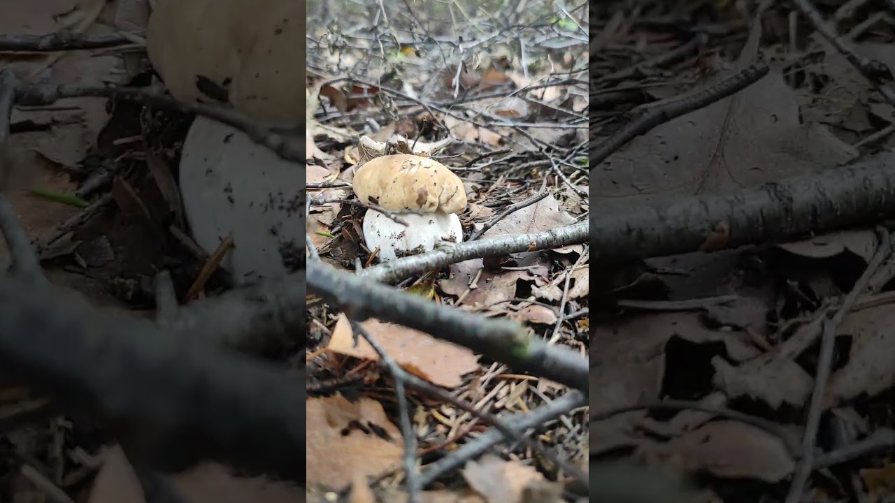 JUST ACT COOL #nature #lofi #music #mushroompicking