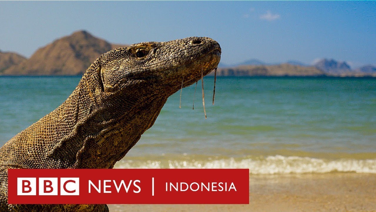 Haruskah Pulau Komodo ditutup dan dibiarkan tanpa manusia? - BBC News Indonesia