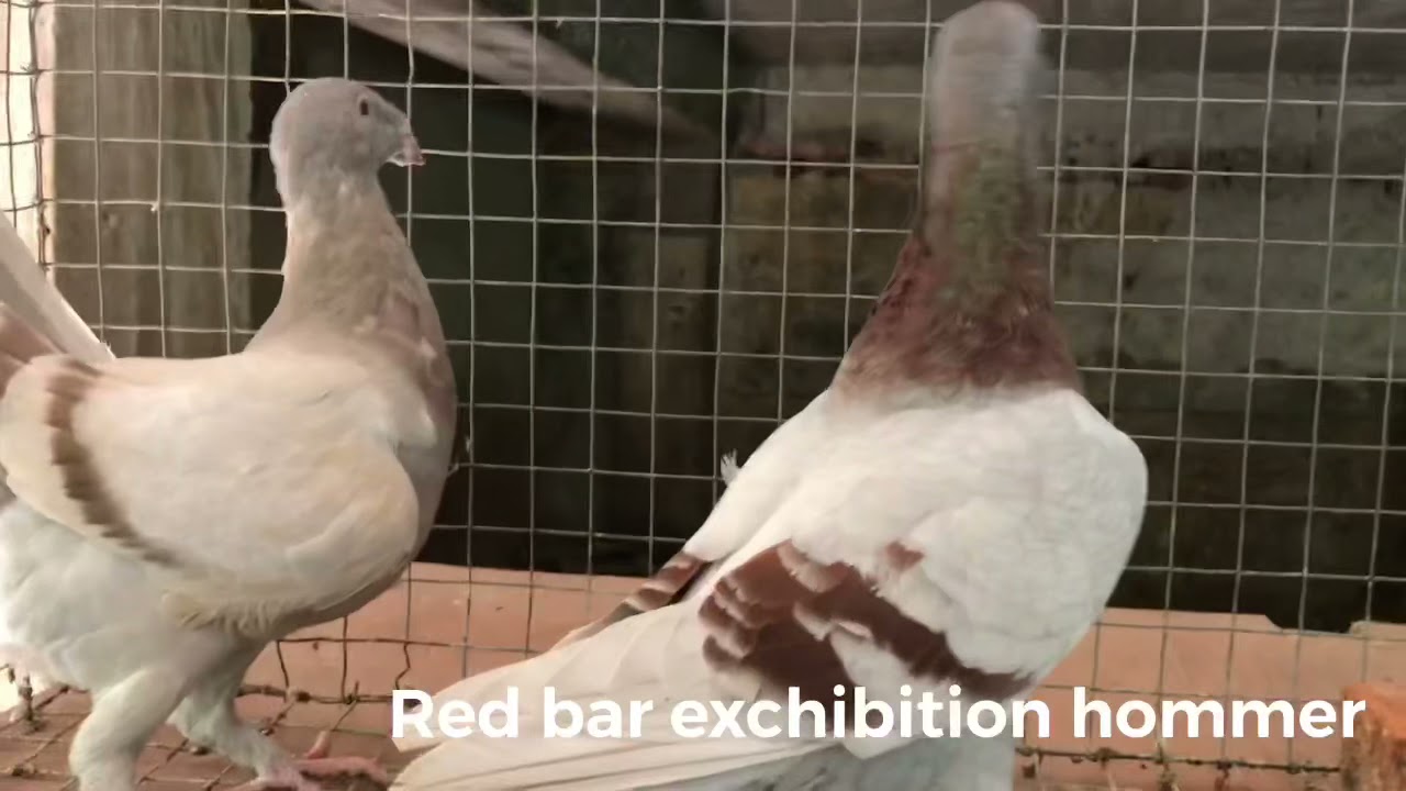 Exhibition homer pigeon (6 different and rare colours)
