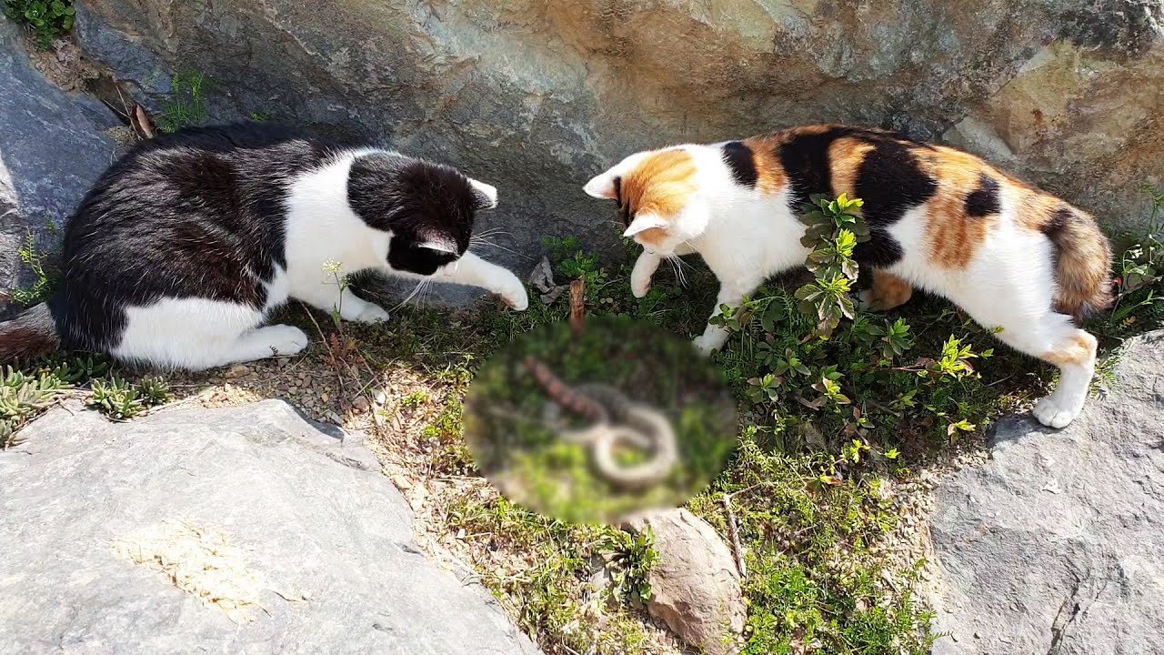 [#59] 뱀주의 마당고양이 VS 독사(독에 노출된 고양이??)
