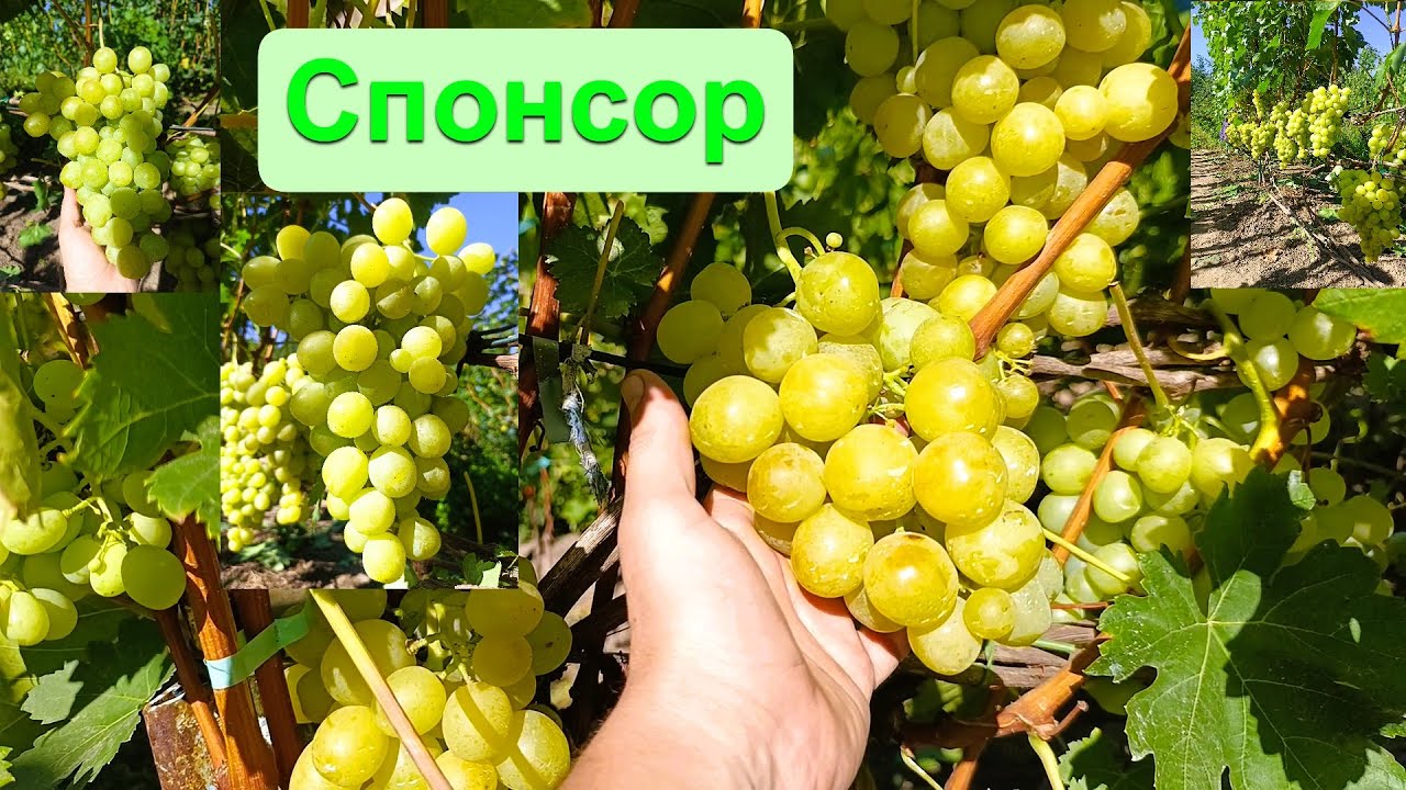 Виноград Спонсор