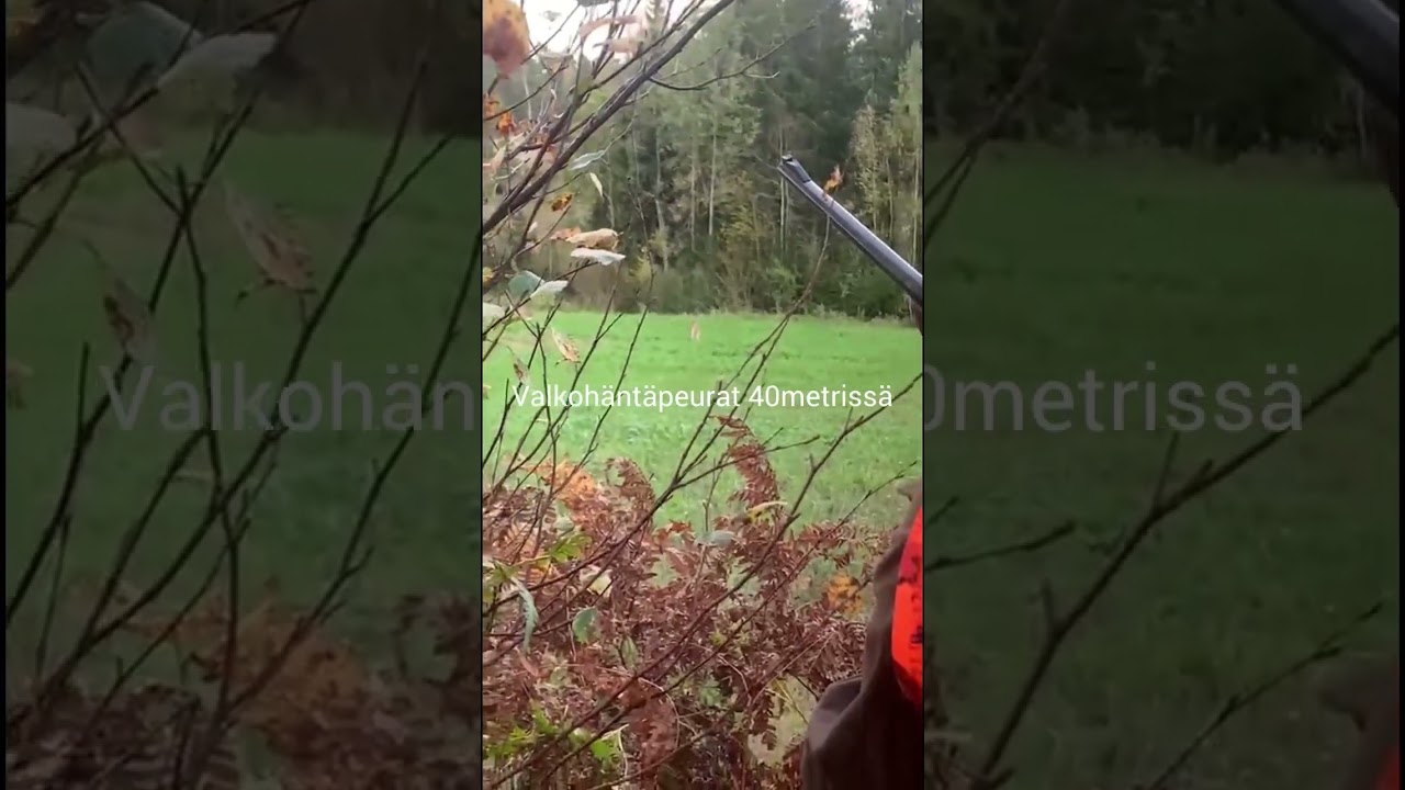Peura kytiksell&auml; tapahtuu🦌