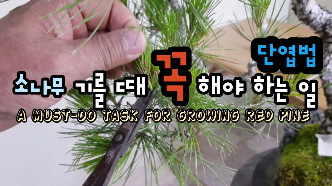 소나무 기를 때 꼭 해야 하는 일 A must-do task for growing red pine