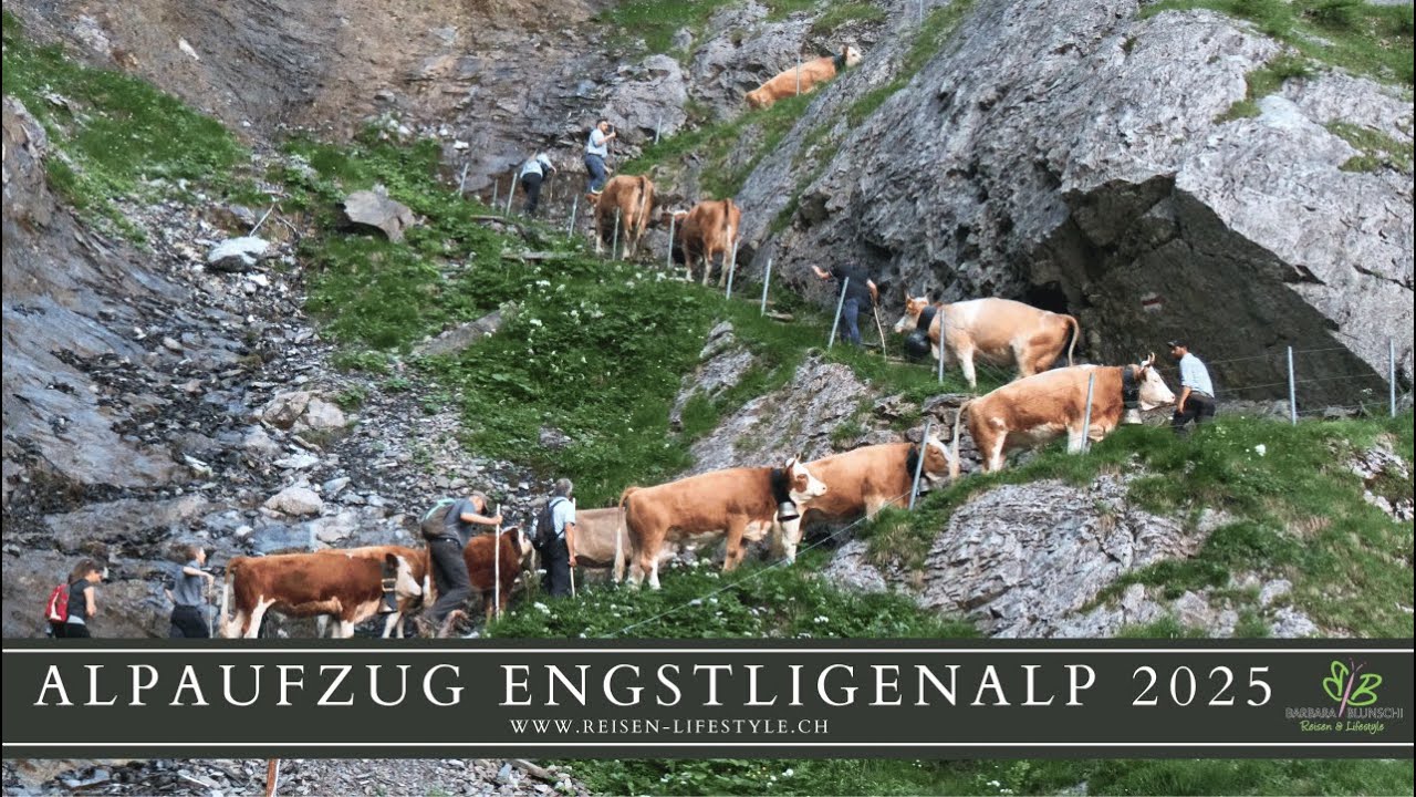 Alpaufzug Engstligenalp 2025 - reisen-lifestyle.ch