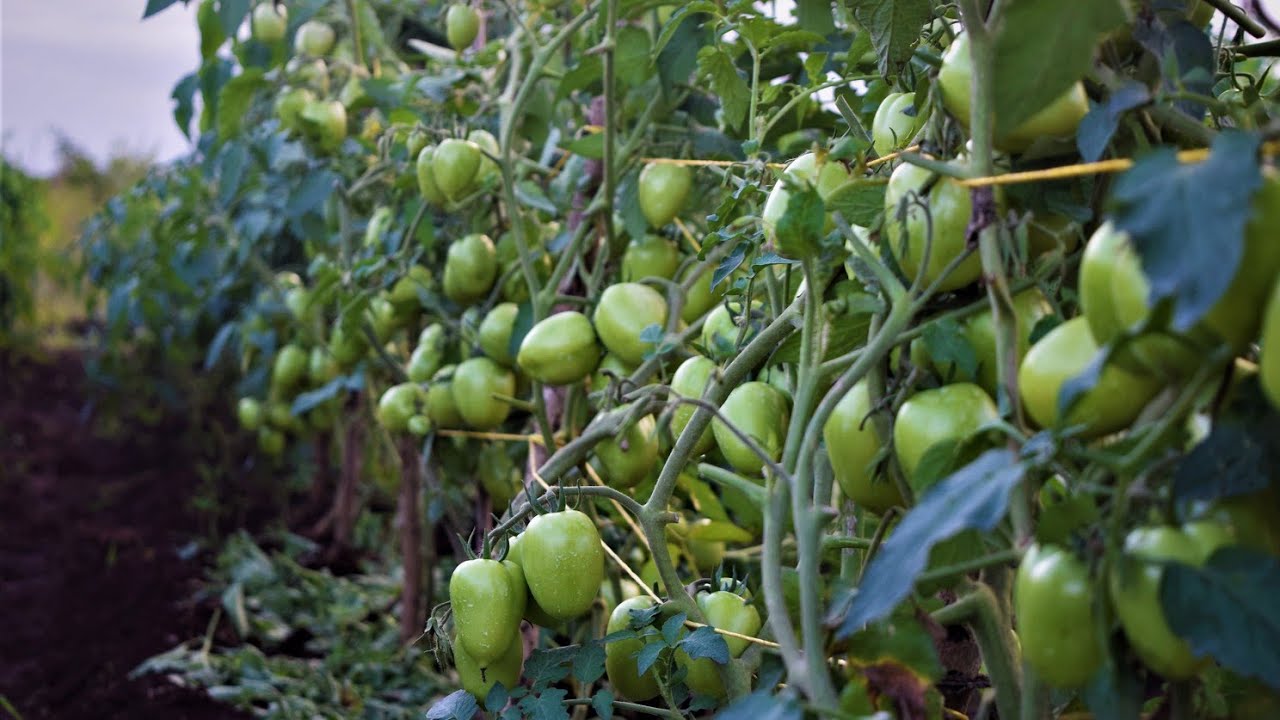 Kilimo Cha Nyanya Kunalipa Sana Cheki hii lazima milioni 40 niipate Hapa