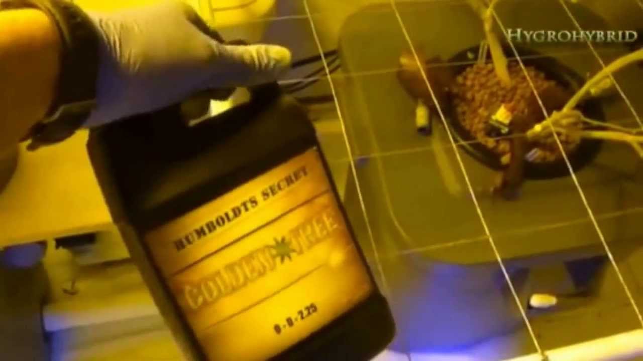Golden Tree All-In-One Hydroponic Nutrient HygroHybrid