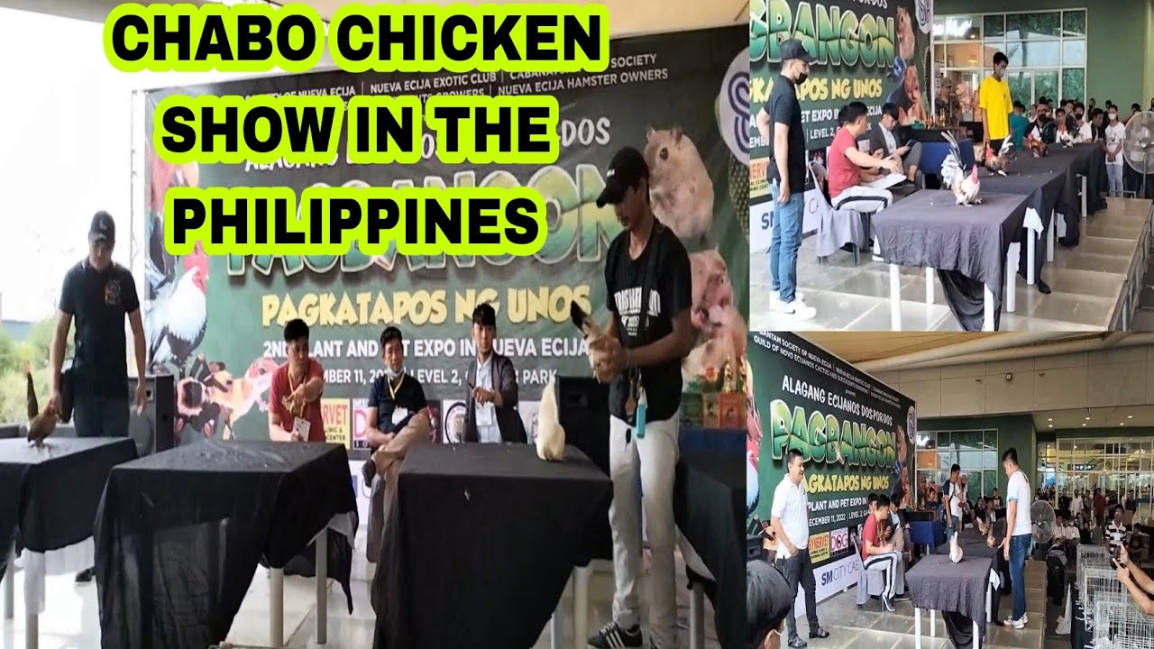 FIRST CHABO CHICKEN SHOW IN SM CABANATUAN