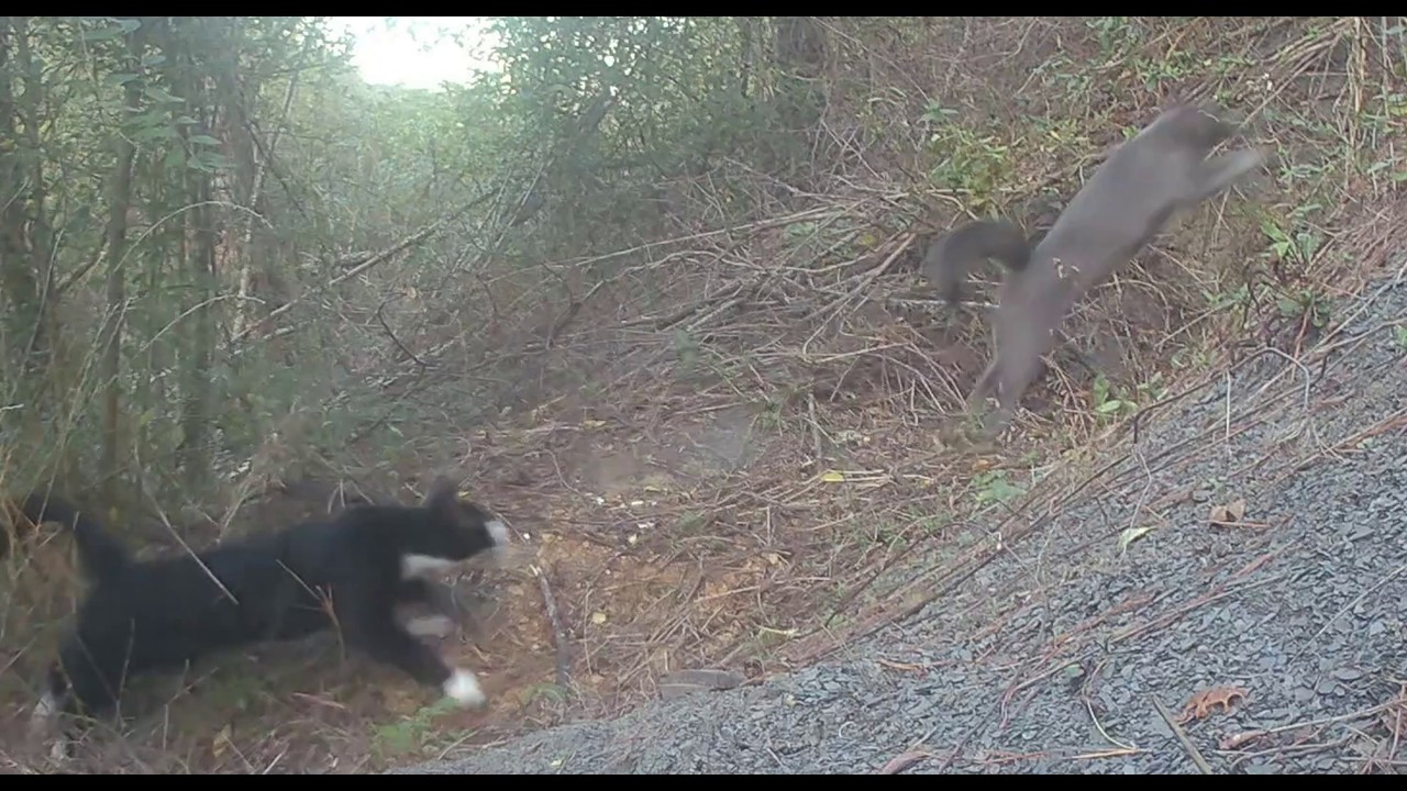 Late November 2025 (Cat chase, Animal Thanksgiving)