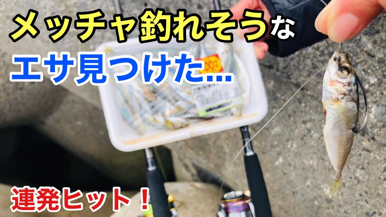 スーパーに売っていた極小アジで爆釣の予感…！？