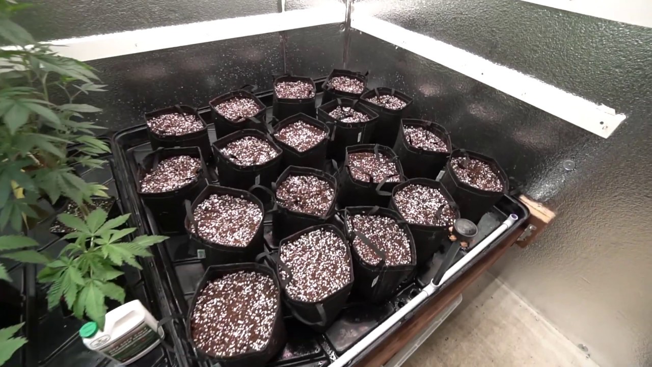 What's Growing on? | Garden Update