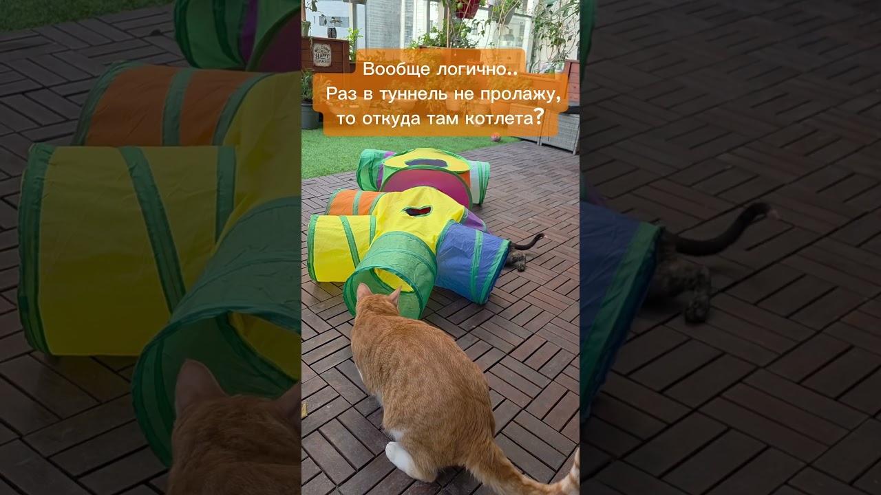 А была ли котлета?