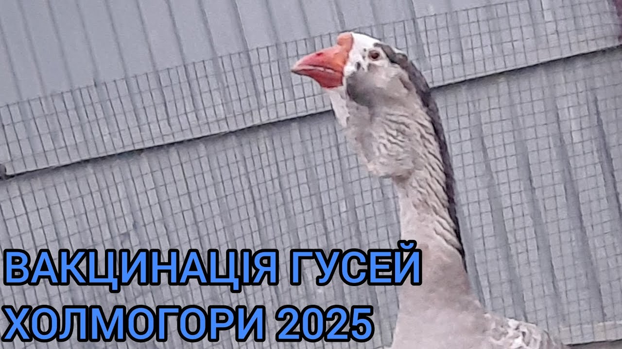 ГУСИ ХОЛМОГОРИ 2025.Вакцинація гусей.