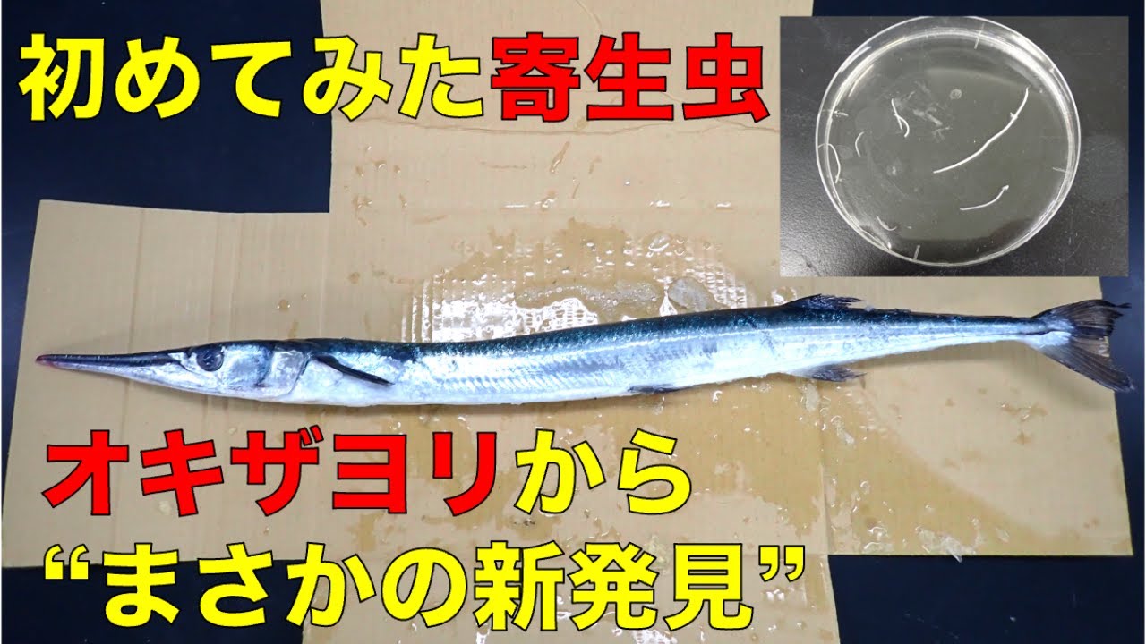 寄生虫ハントの旅【#71宮古島】研究的にも貴重？オキザヨリの寄生虫を徹底検査してみたら驚きの結果が&hellip;