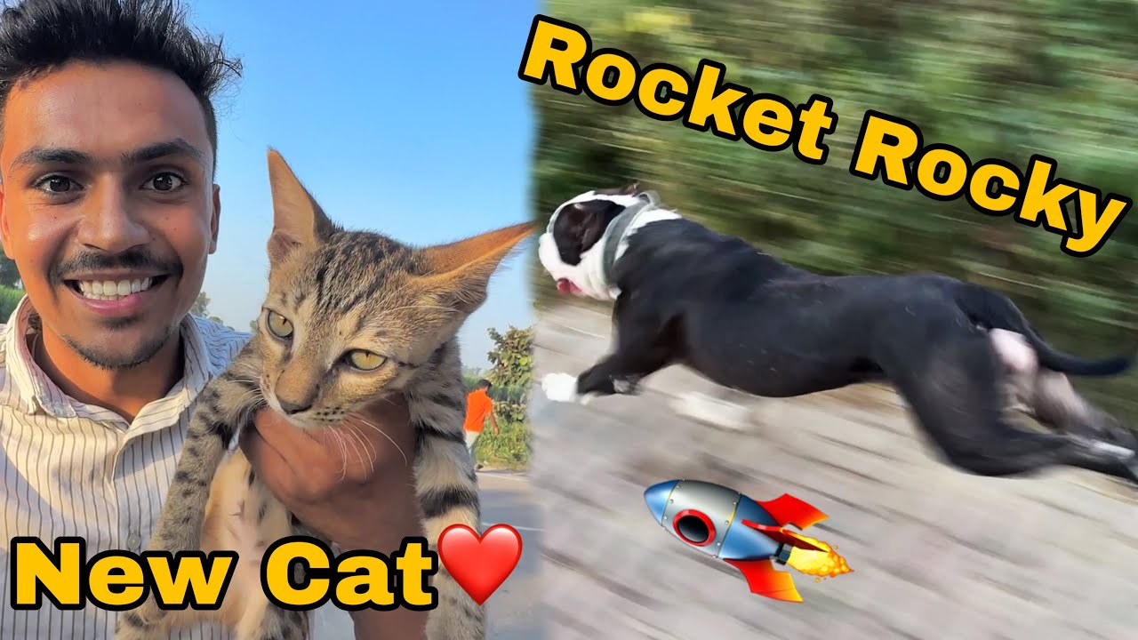 Jungly Cat Mil Gya❤️ Rocket Ban Gaya Rocky😱  *Running*