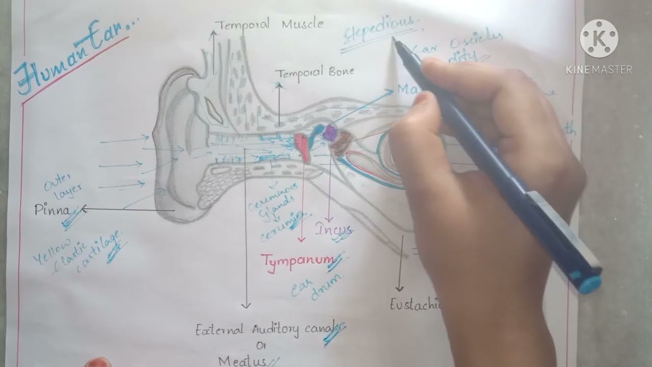 structure of human ear ..... function of human ear.....