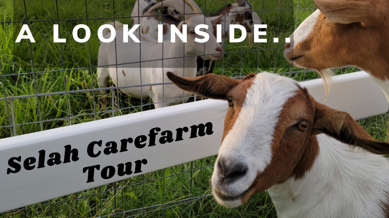 A Tour of Selah Carefarm and Andy’s Sanctuary