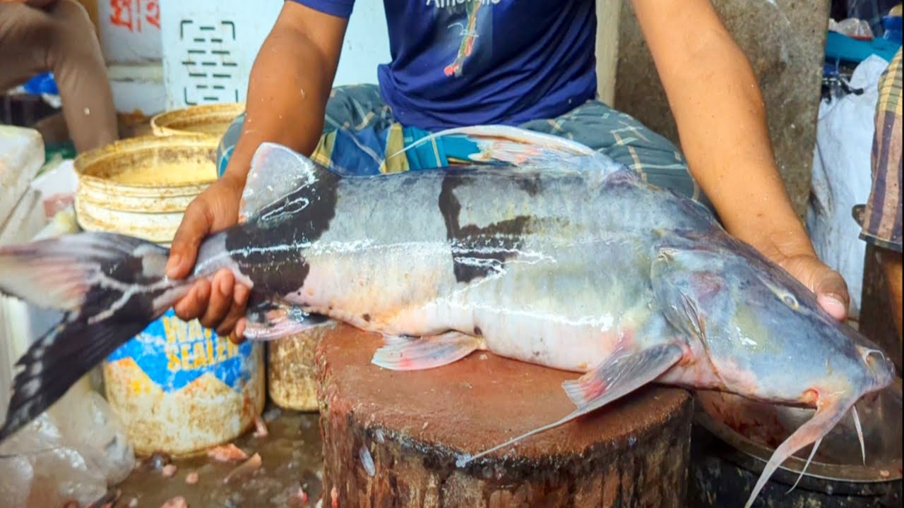 Amazing Bagha Ayer Catfish Cutting Skills In Bangladesh Local Fish Market By Expert Fish Cutter