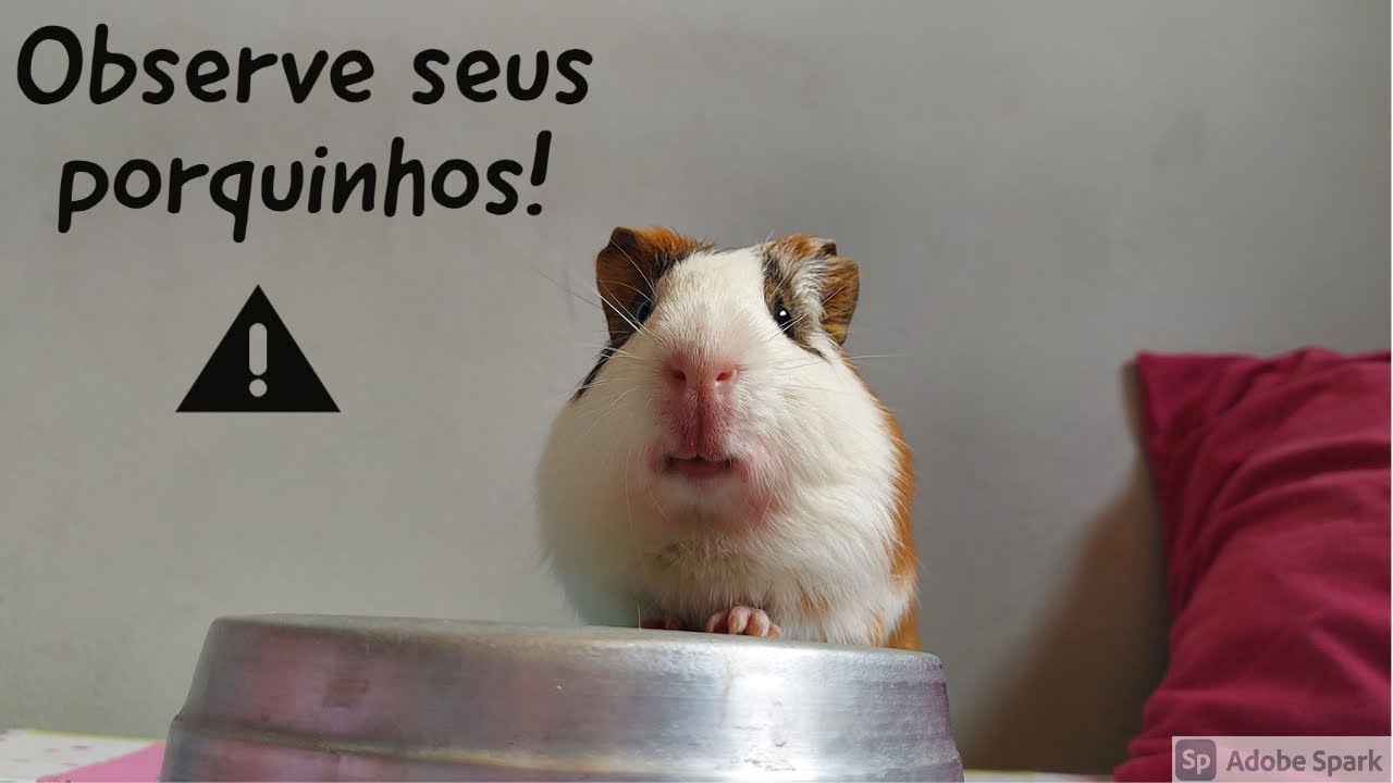PORQUINHOS DA ÍNDIA BATENDO OS DENTES, é perigoso?
