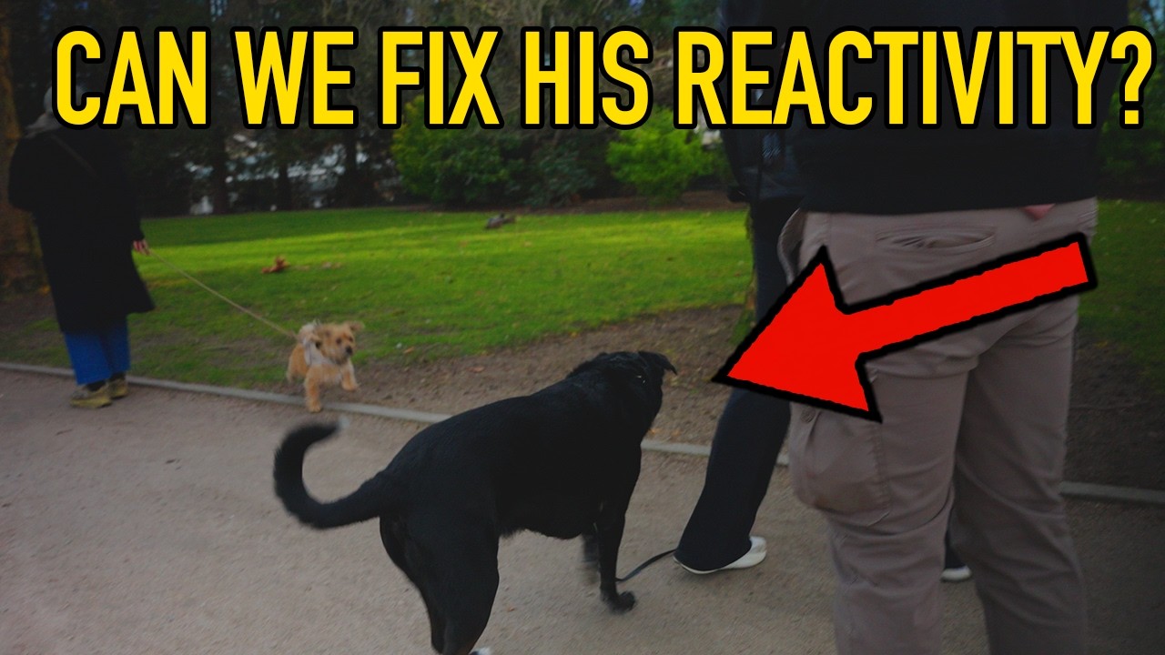 Stop doing obedience to fix reactivity (it's pretty simple)