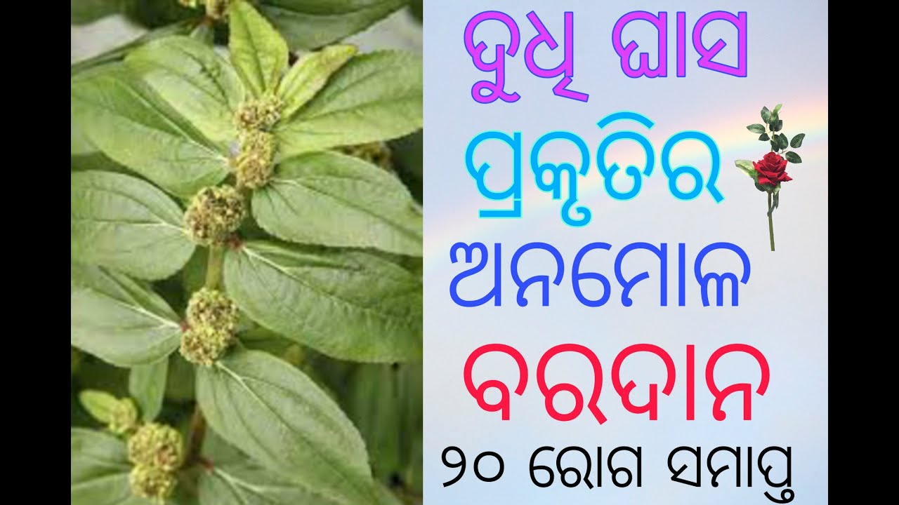 Dudhi plant, Dudhi ghas ke fayde, Benefits of dudhi, ଦୁଧି ଘାସ ର ଔଷଧିୟ ଗୁଣ। Milk hedge,