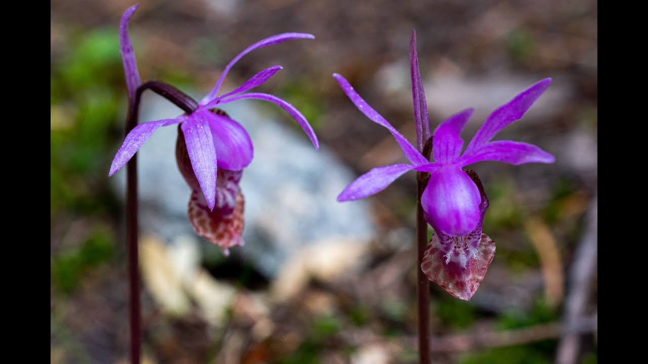 Common Flowers of the Methow Valley: Fairyslipper