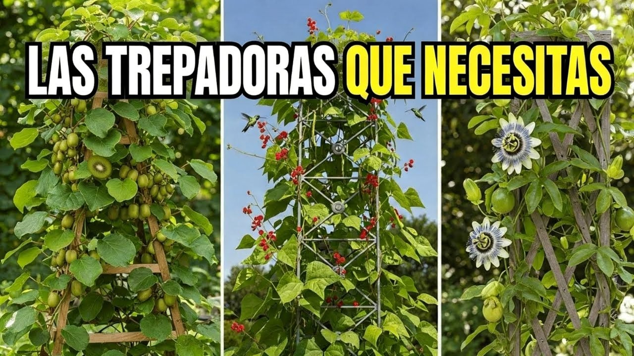 Las 7 mejores trepadoras perennes comestibles para pequeños jardines verticales 🌿