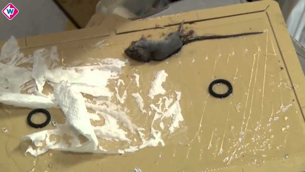 Horecapolitie vindt dode muizen en illegale sigaretten
