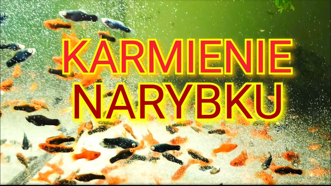 Karmienie narybku mieczyka i gupika, rozwianie wątpliwości.