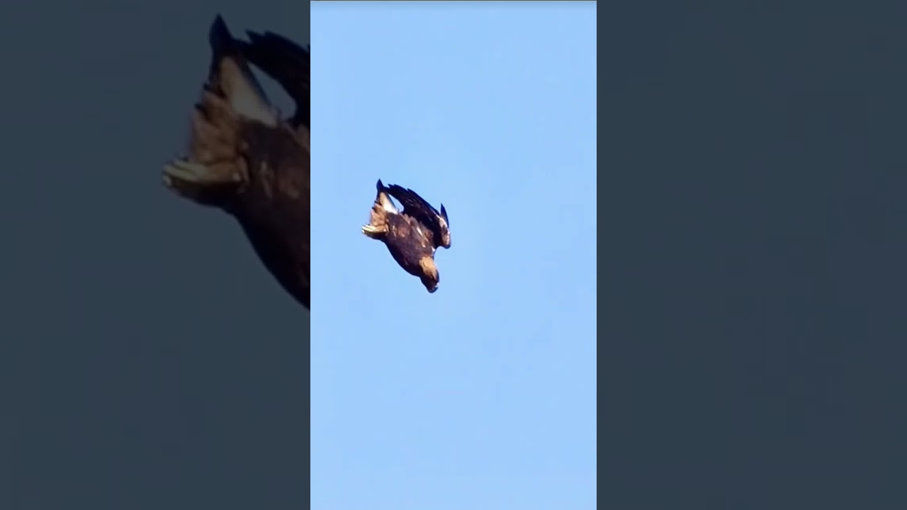 Golden Eagle swooping for a hunt. # #wildanimals #wildlife #goldeneagle