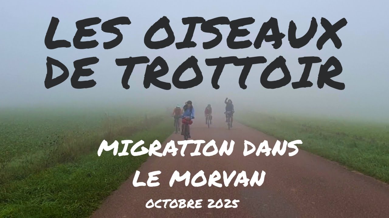 Les Oiseaux de Trottoir - Carte Postale de Tournée Morvan Octobre 2025