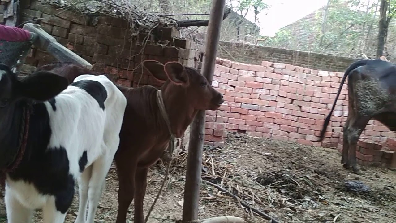 Jamalpur