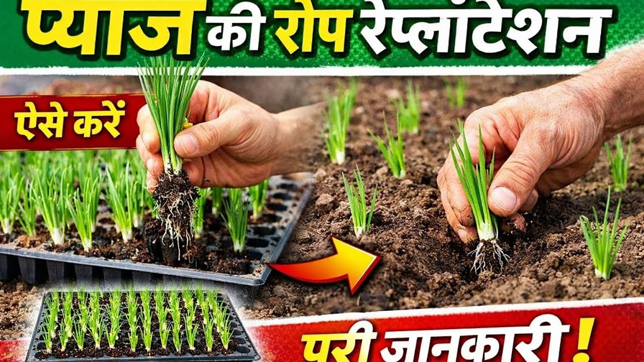 प्याज की रोप रिप्लान्टेशन ऐसे करे पूरी जानकारी