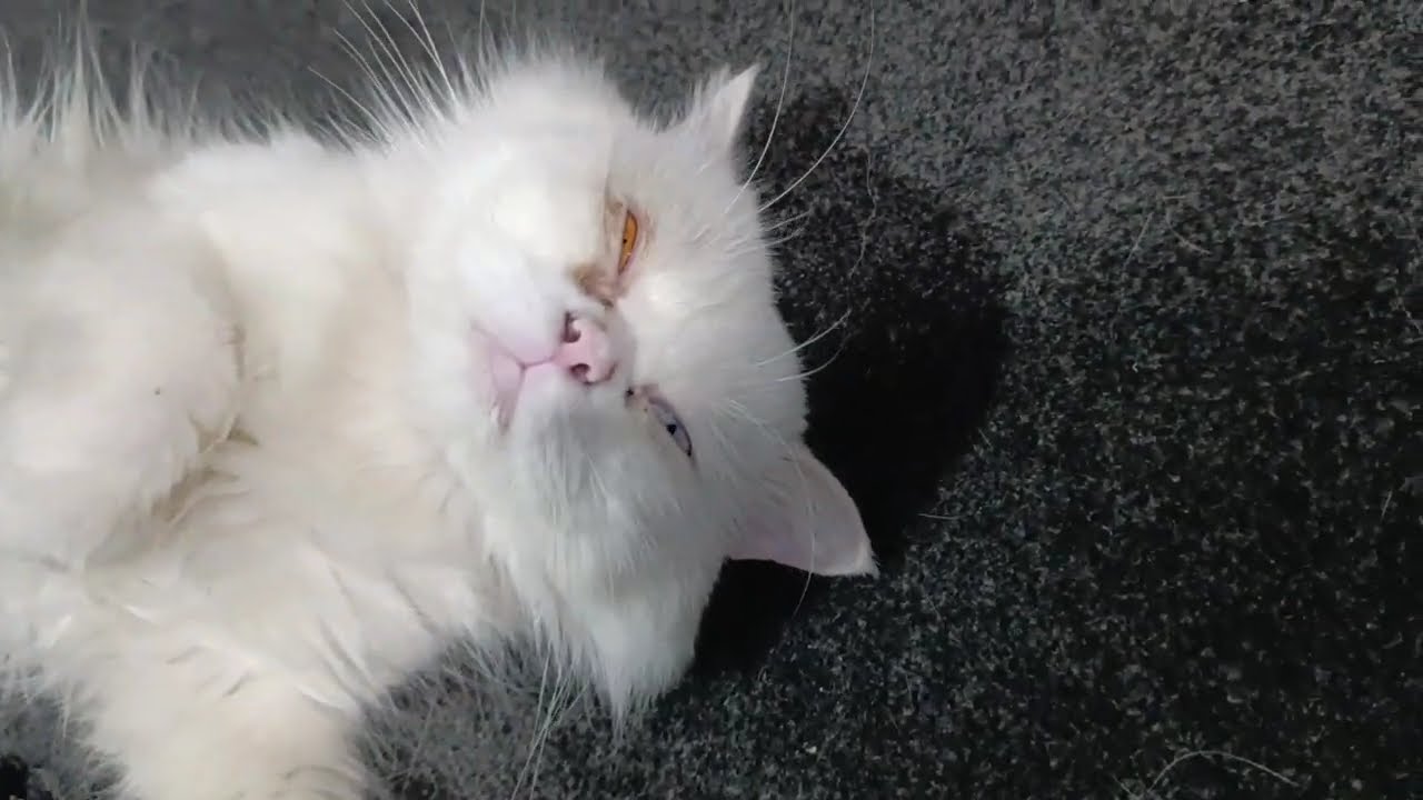 Fluffy in Mood