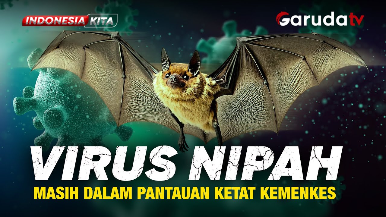 Virus Nipah Masih Dipantau Ketat Kemenkes, Seberapa Besar Ancamannya?