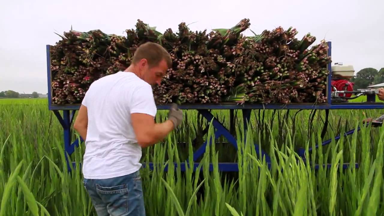 Floweracademy.TV Gladiolus