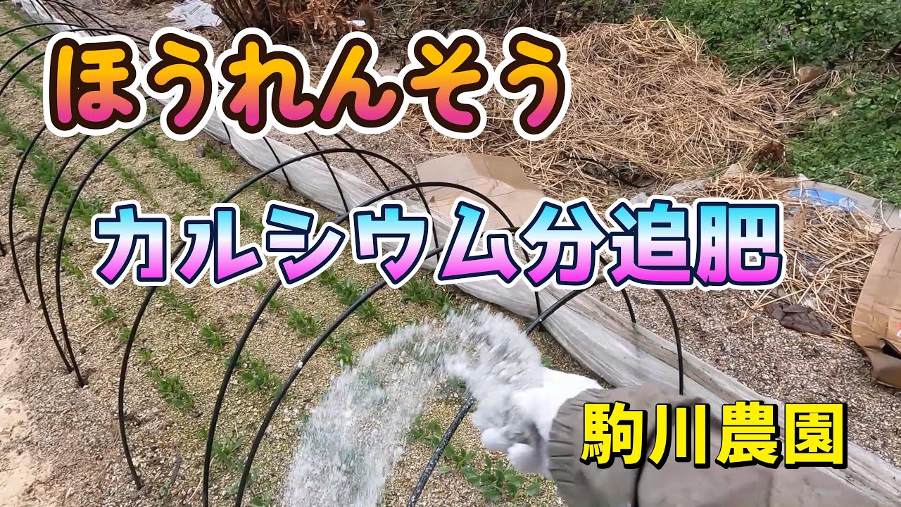 ほうれんそうの追肥　駒川農園　26.1.20