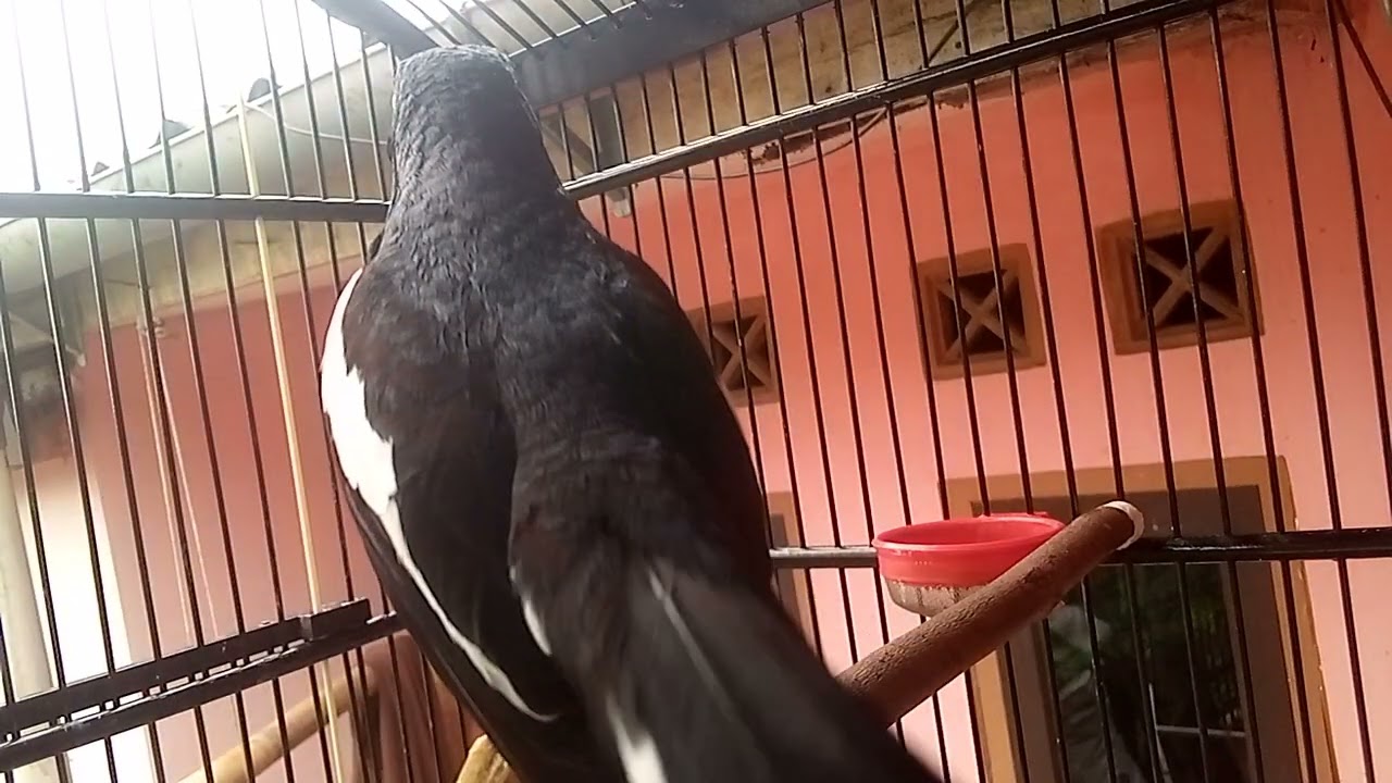 Kacer lain pasti emosi FIGHTER BODREX SUKABUMI