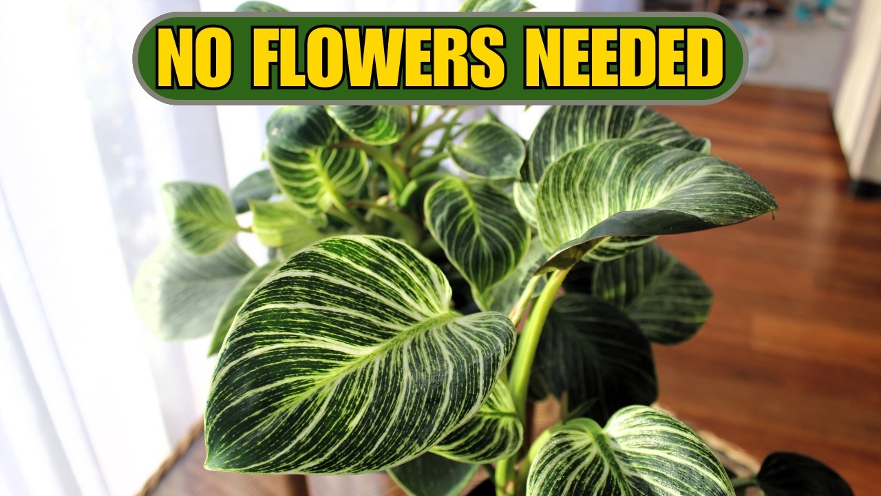 7 Amazing Indoor Plants with Brilliant Foliage