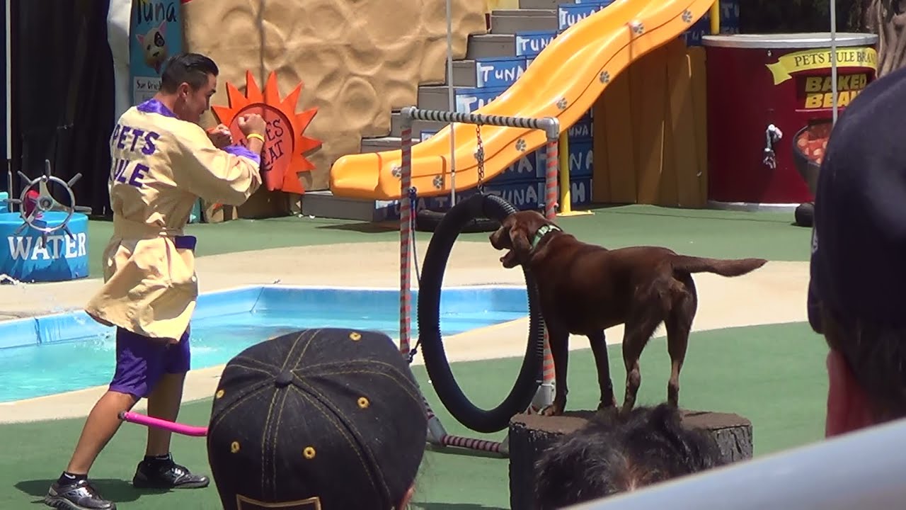 Pets Rule Show at #SeaWorldSanDiego 8/21/16 #PetsRule